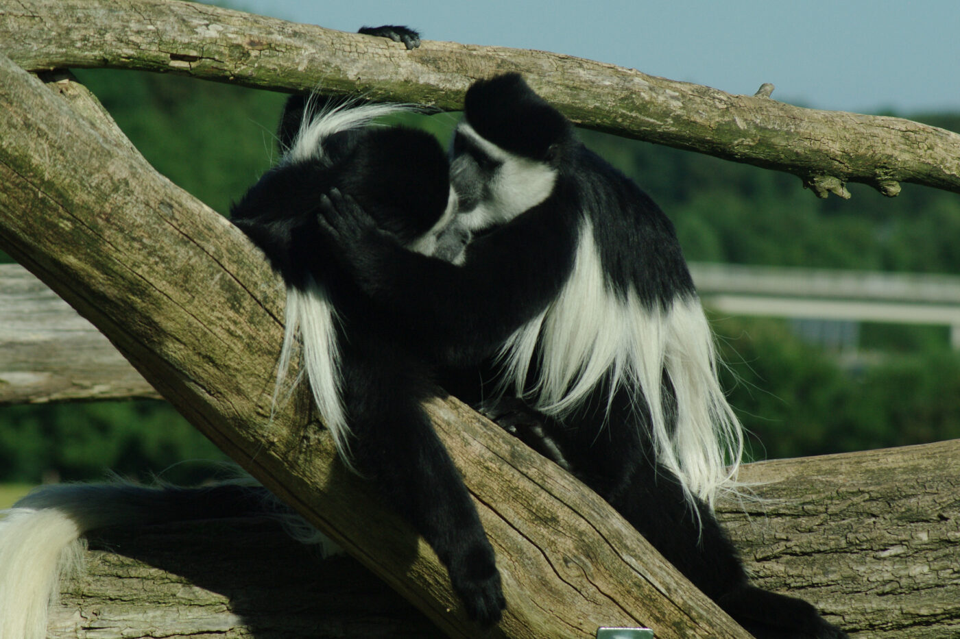 2016-08-17 - Zoo Osnabrück