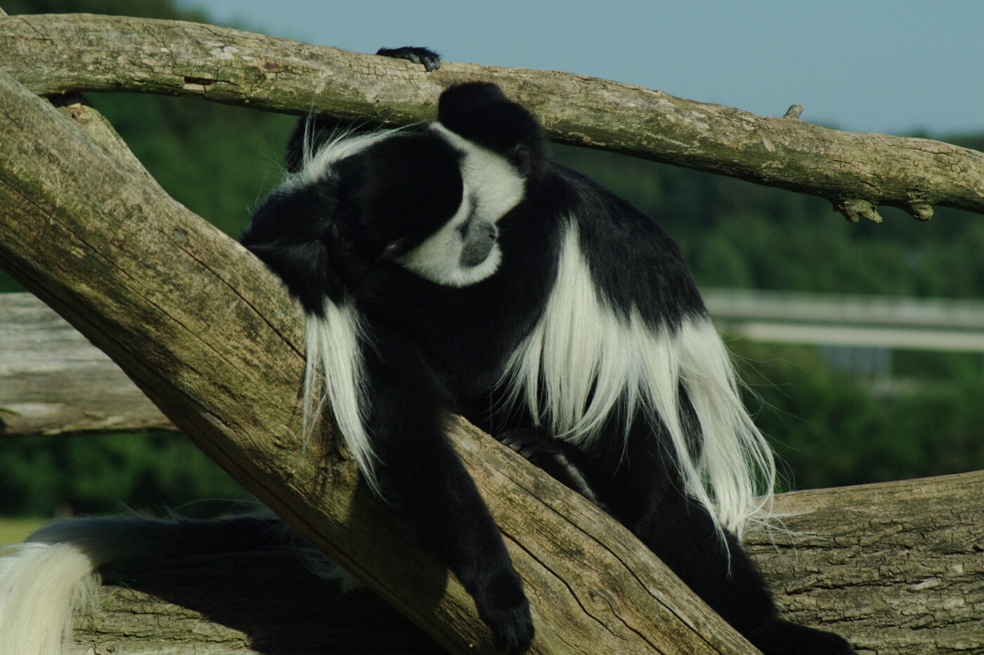 2016-08-17 - Zoo Osnabrück