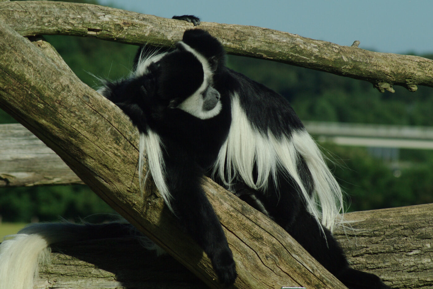 2016-08-17 - Zoo Osnabrück