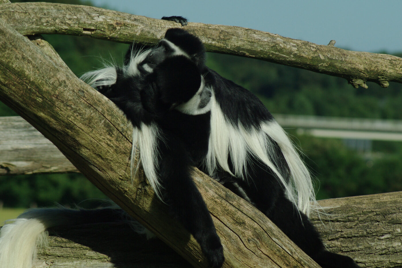 2016-08-17 - Zoo Osnabrück