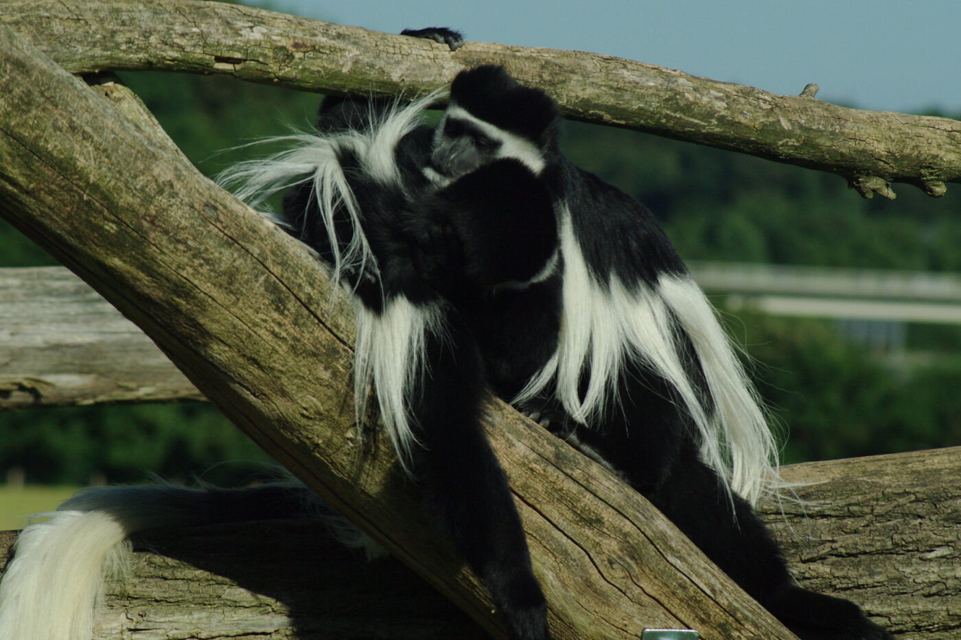 2016-08-17 - Zoo Osnabrück