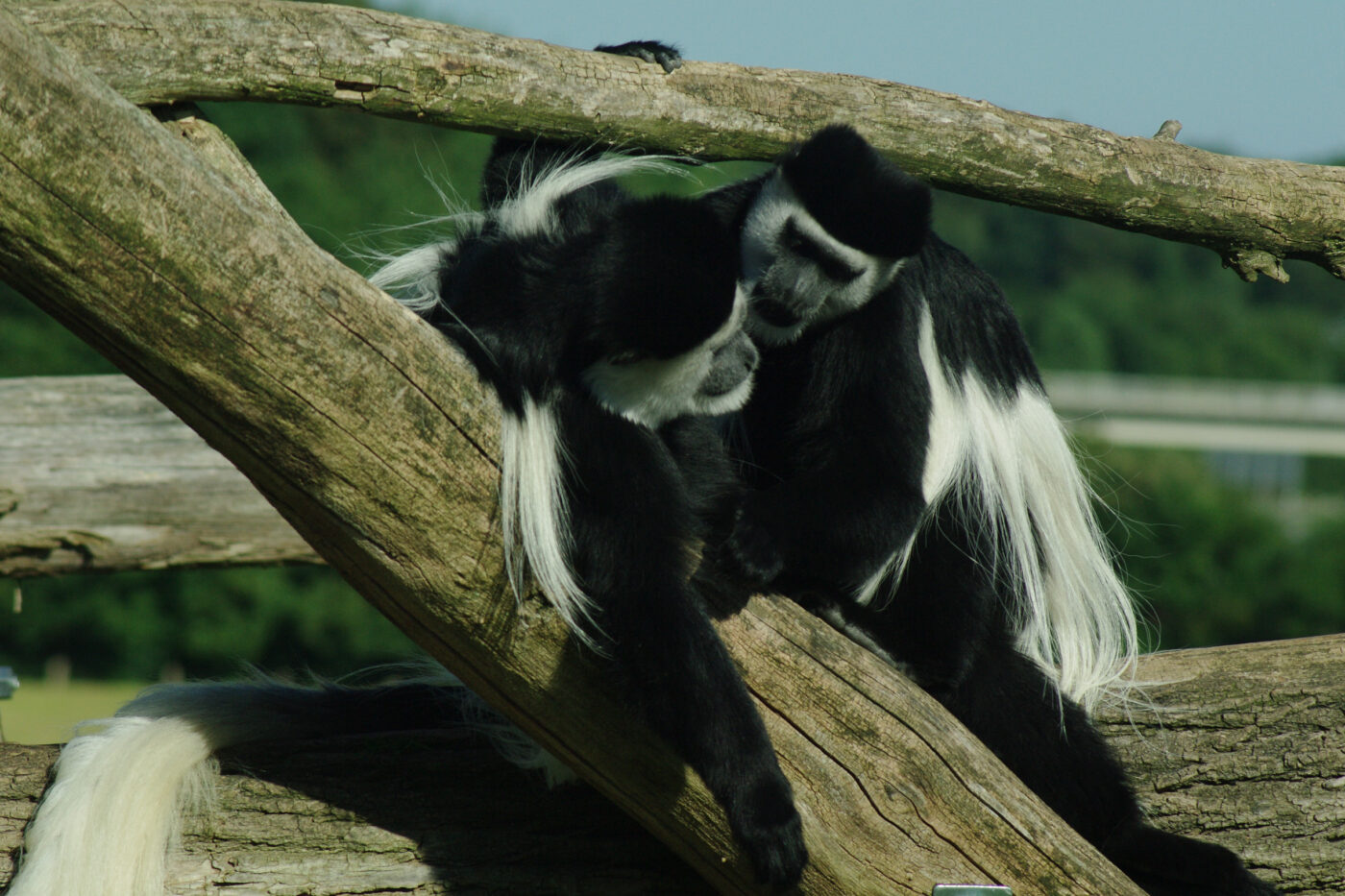 2016-08-17 - Zoo Osnabrück