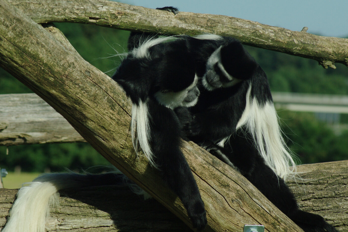 2016-08-17 - Zoo Osnabrück
