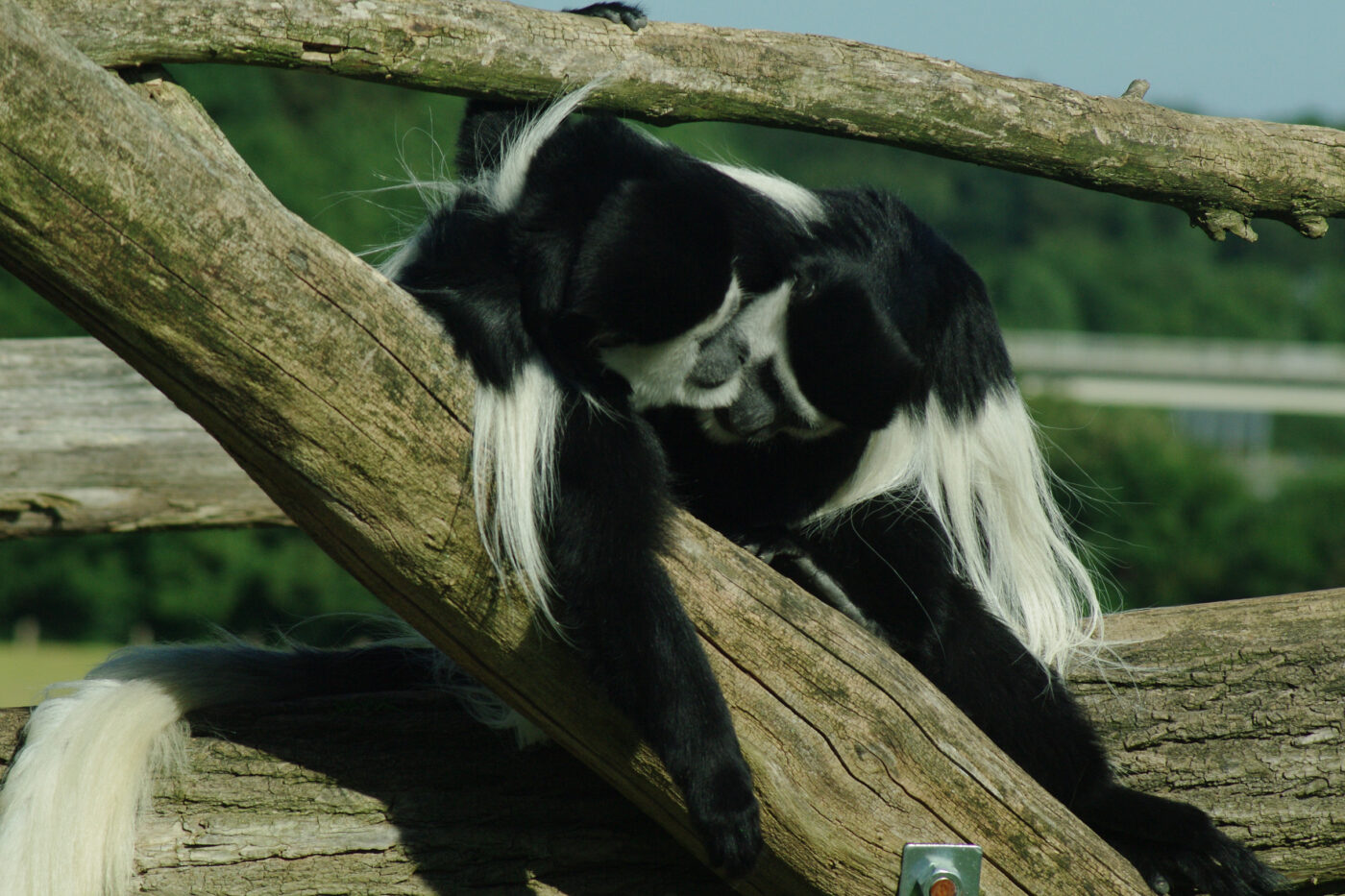 2016-08-17 - Zoo Osnabrück