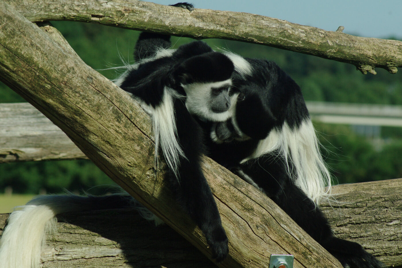2016-08-17 - Zoo Osnabrück