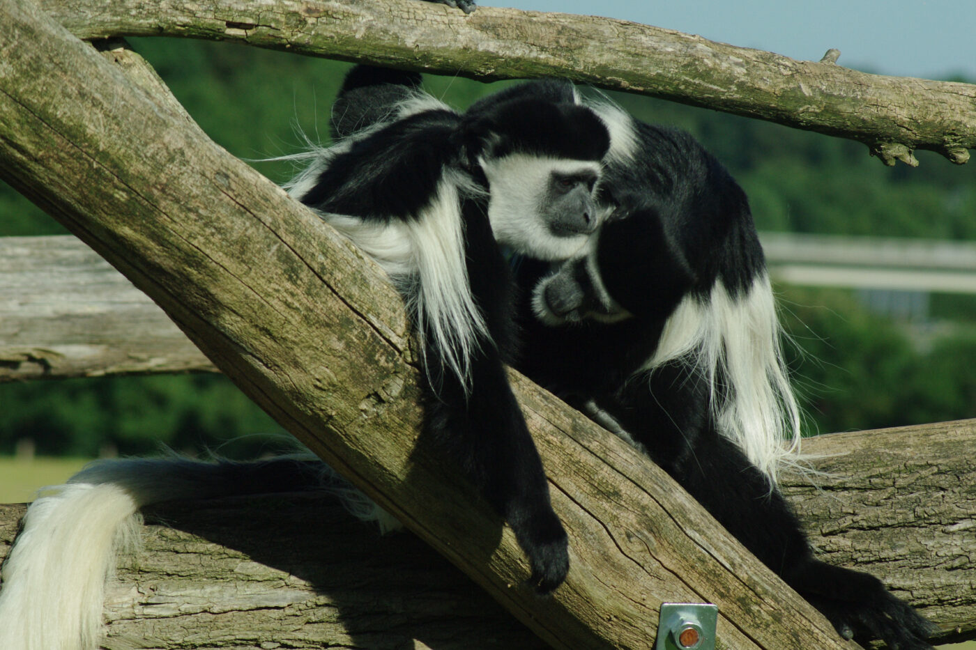 2016-08-17 - Zoo Osnabrück