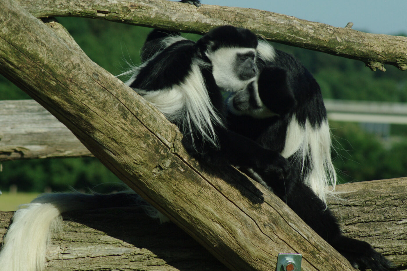 2016-08-17 - Zoo Osnabrück
