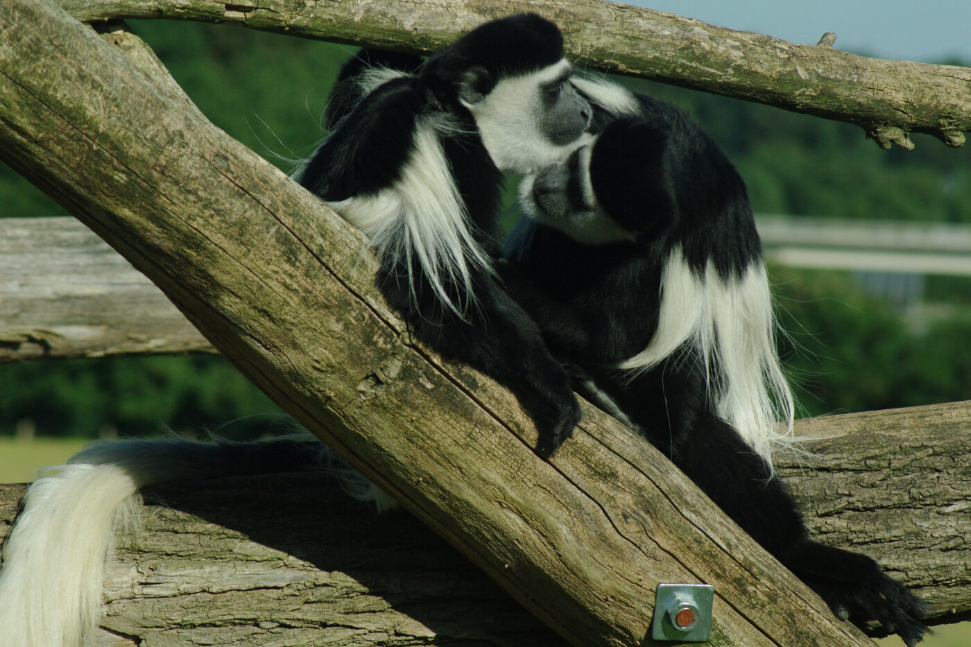 2016-08-17 - Zoo Osnabrück
