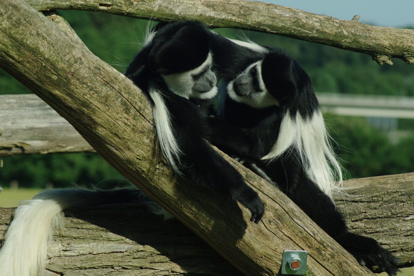2016-08-17 - Zoo Osnabrück