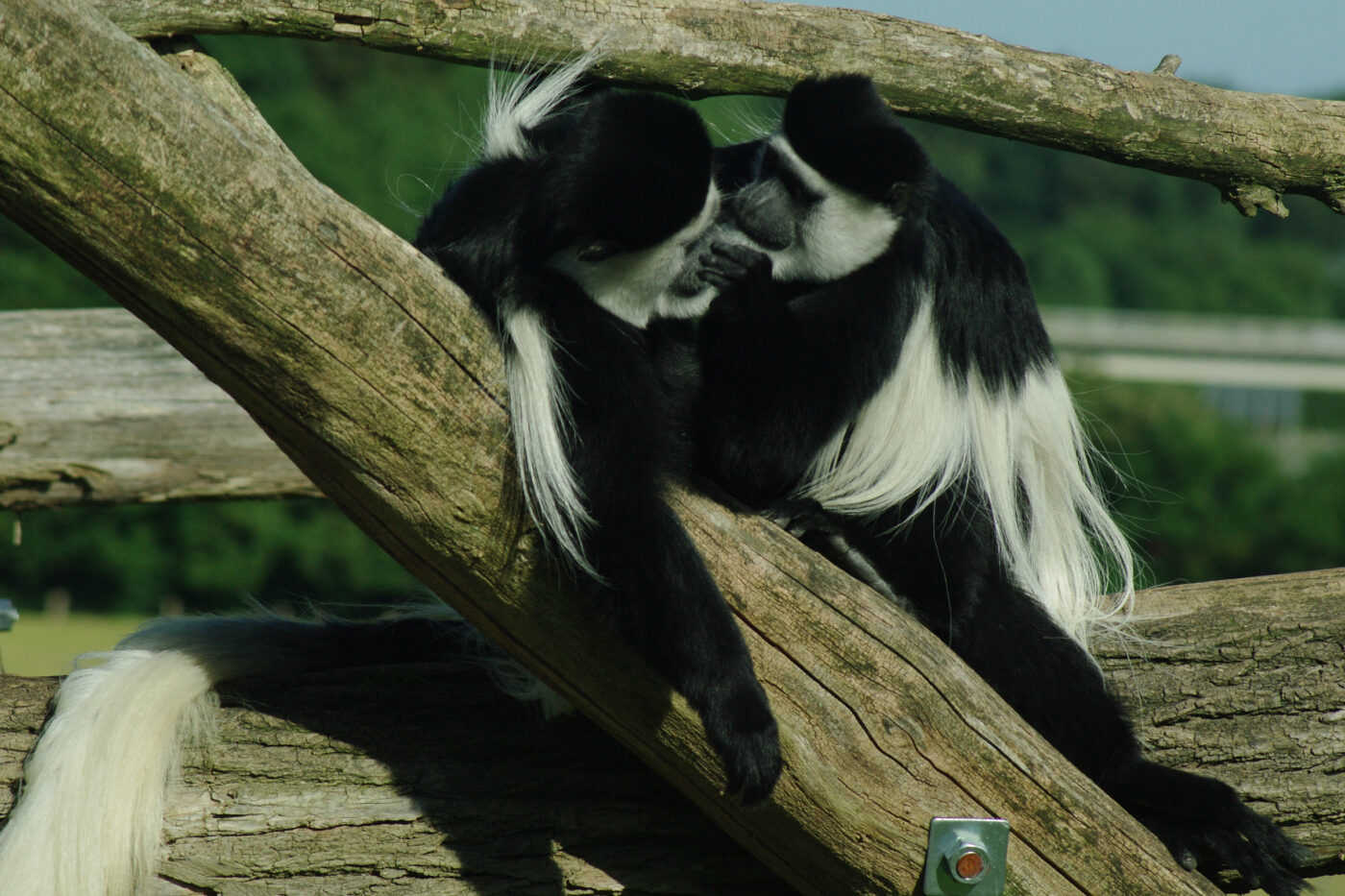 2016-08-17 - Zoo Osnabrück