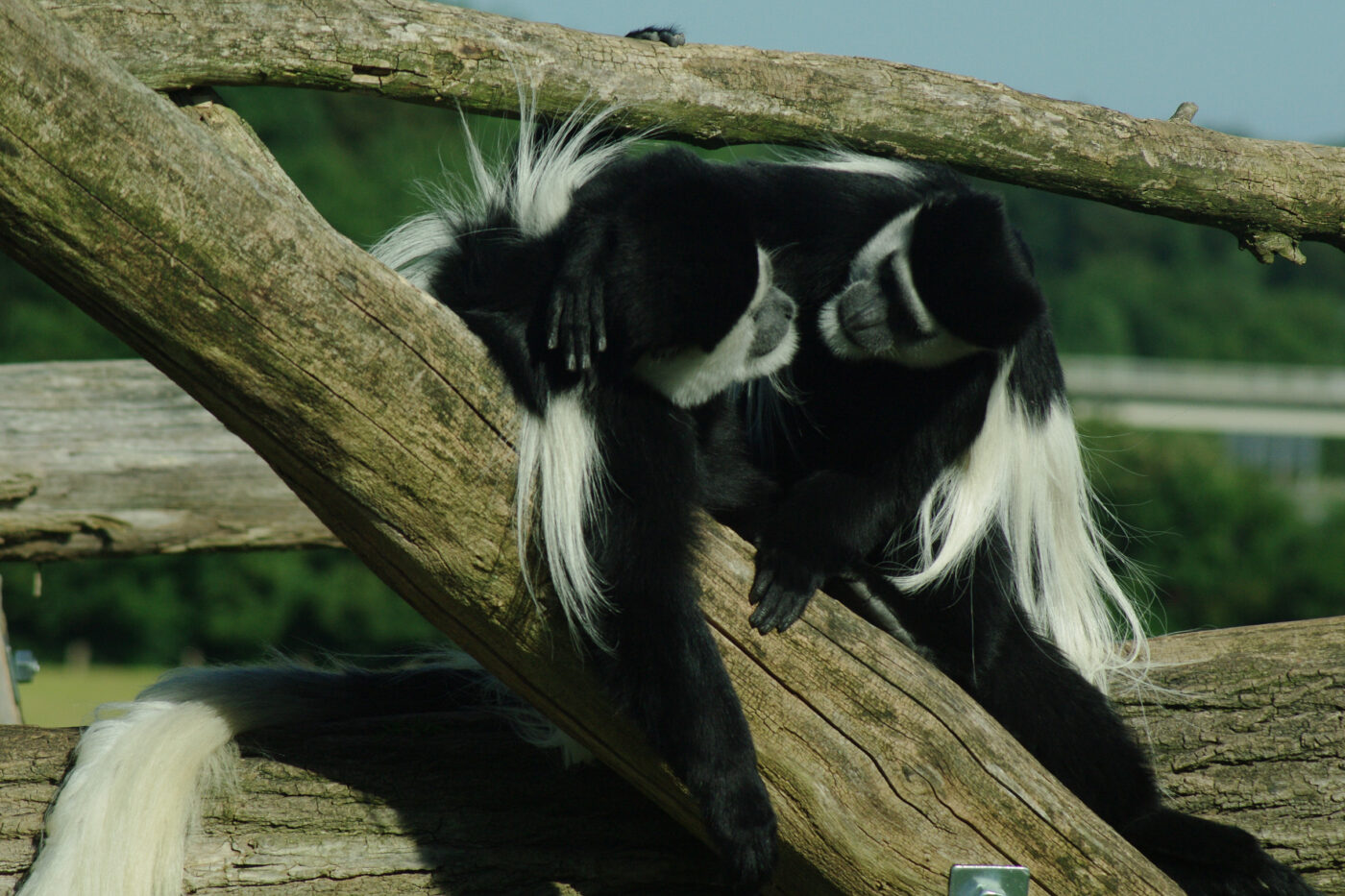 2016-08-17 - Zoo Osnabrück