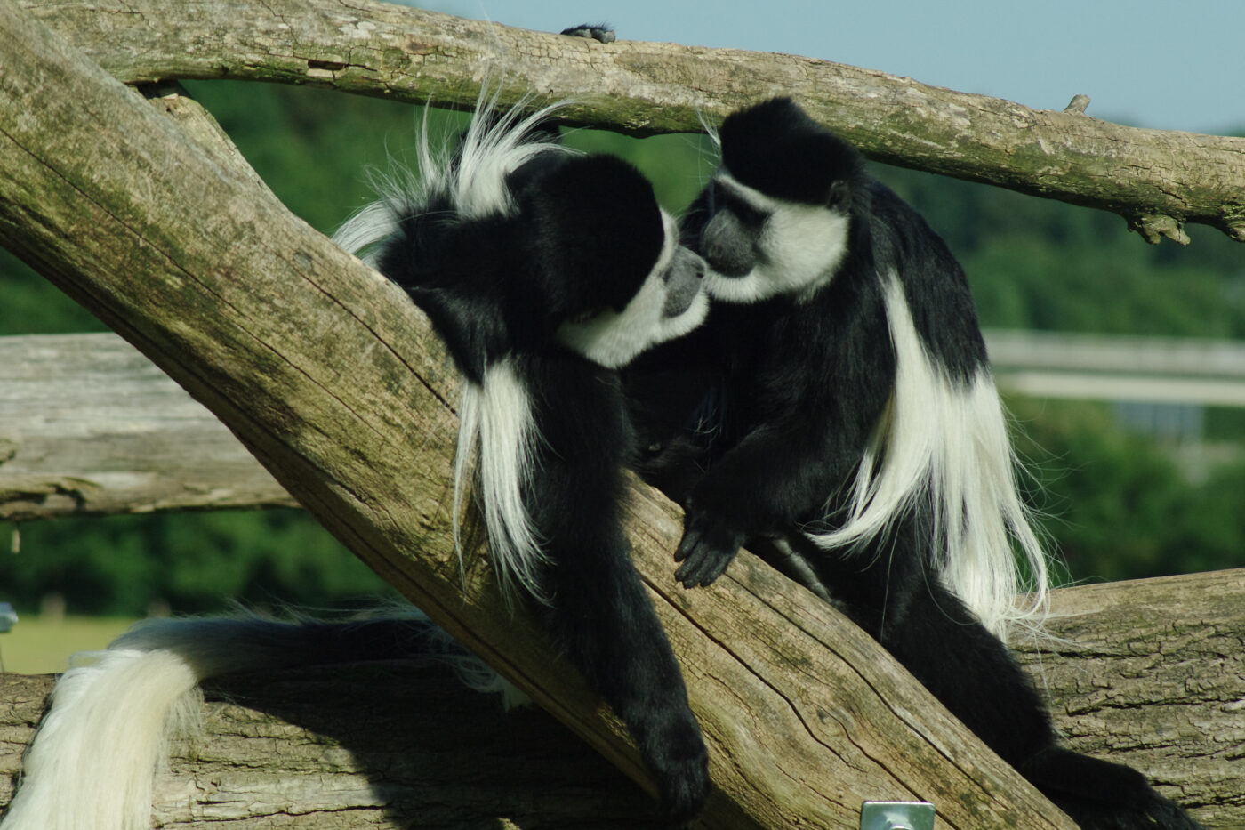 2016-08-17 - Zoo Osnabrück