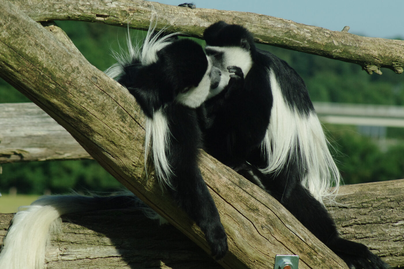 2016-08-17 - Zoo Osnabrück