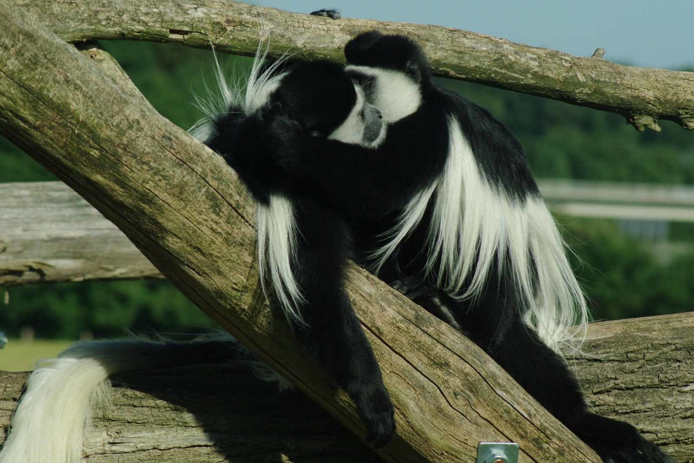 2016-08-17 - Zoo Osnabrück
