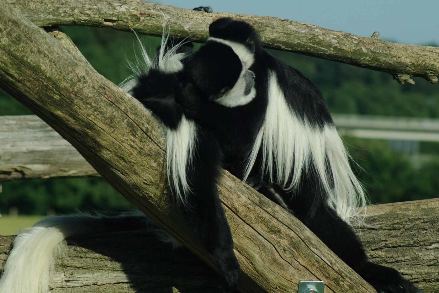 2016-08-17 - Zoo Osnabrück