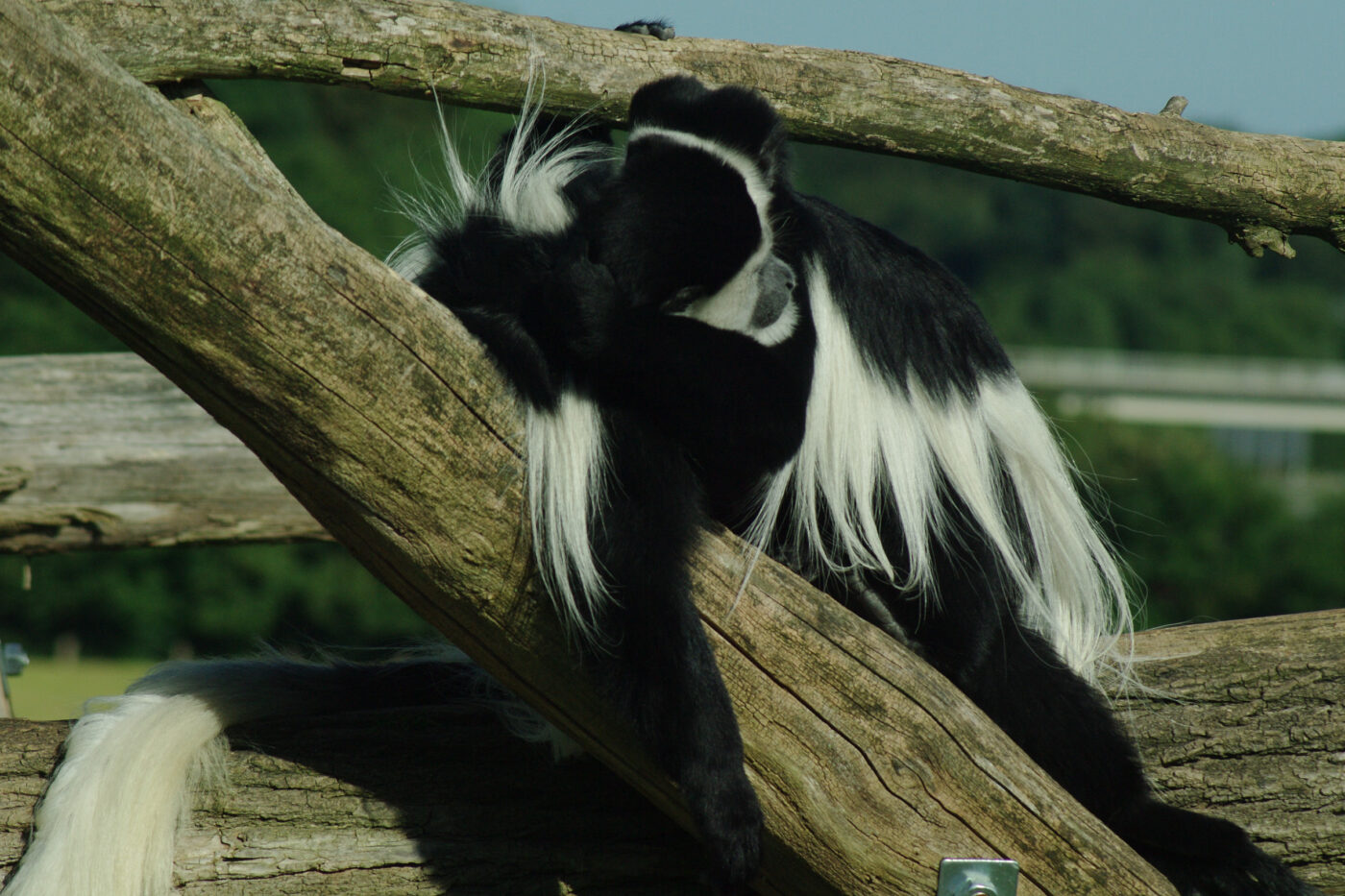 2016-08-17 - Zoo Osnabrück