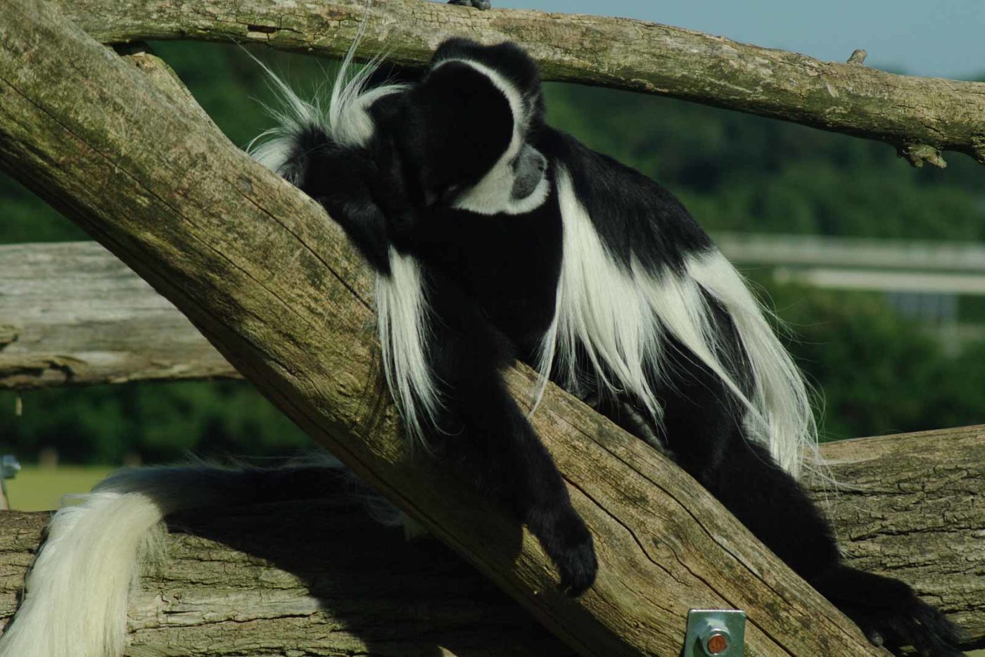 2016-08-17 - Zoo Osnabrück