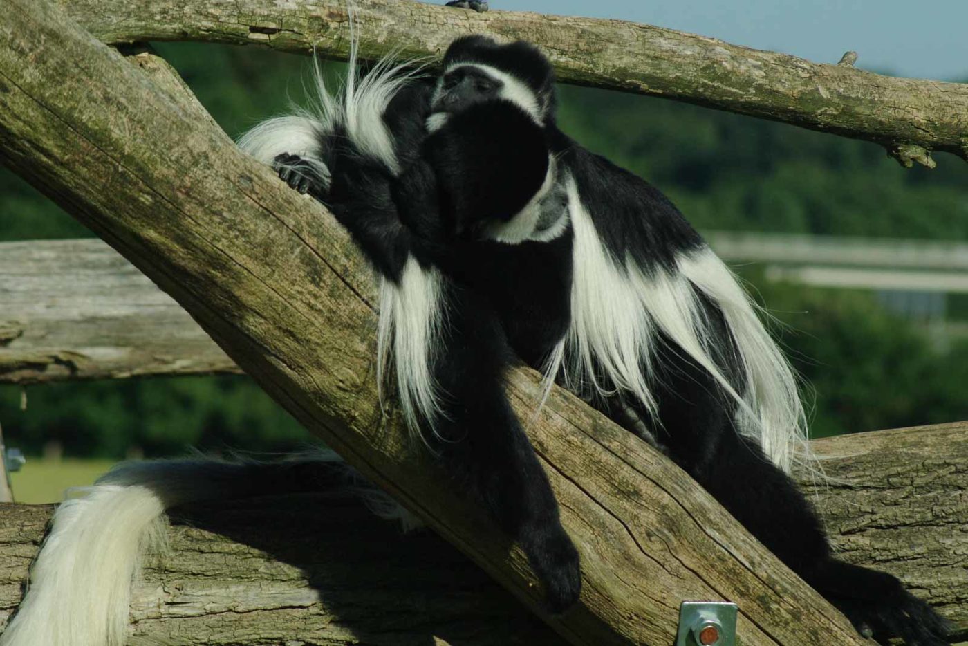 2016-08-17 - Zoo Osnabrück