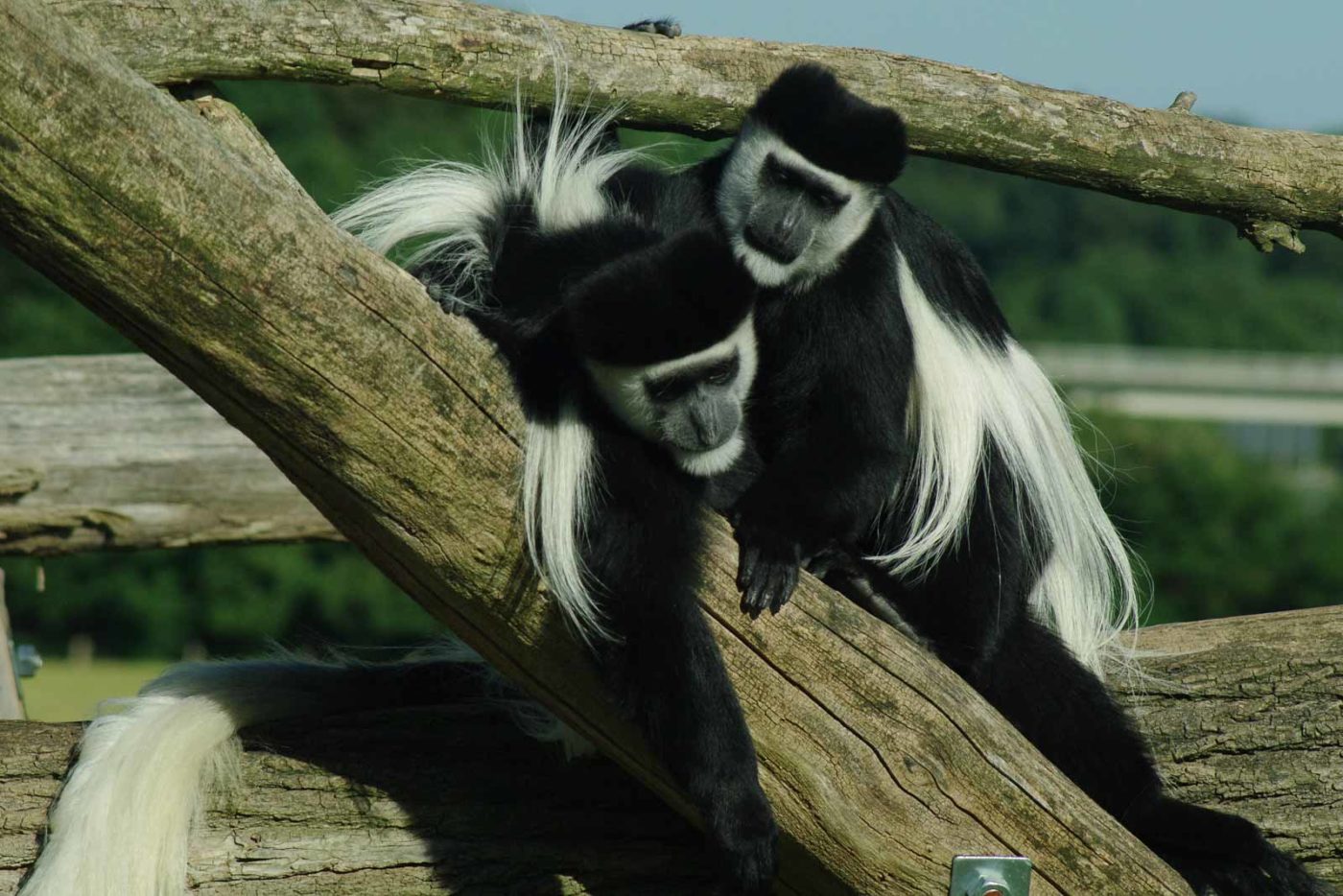 2016-08-17 - Zoo Osnabrück