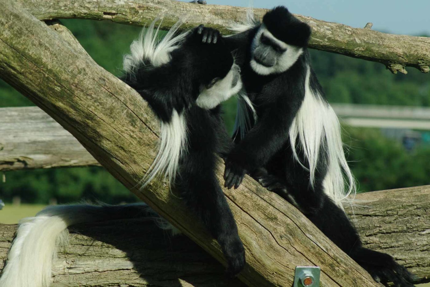 2016-08-17 - Zoo Osnabrück