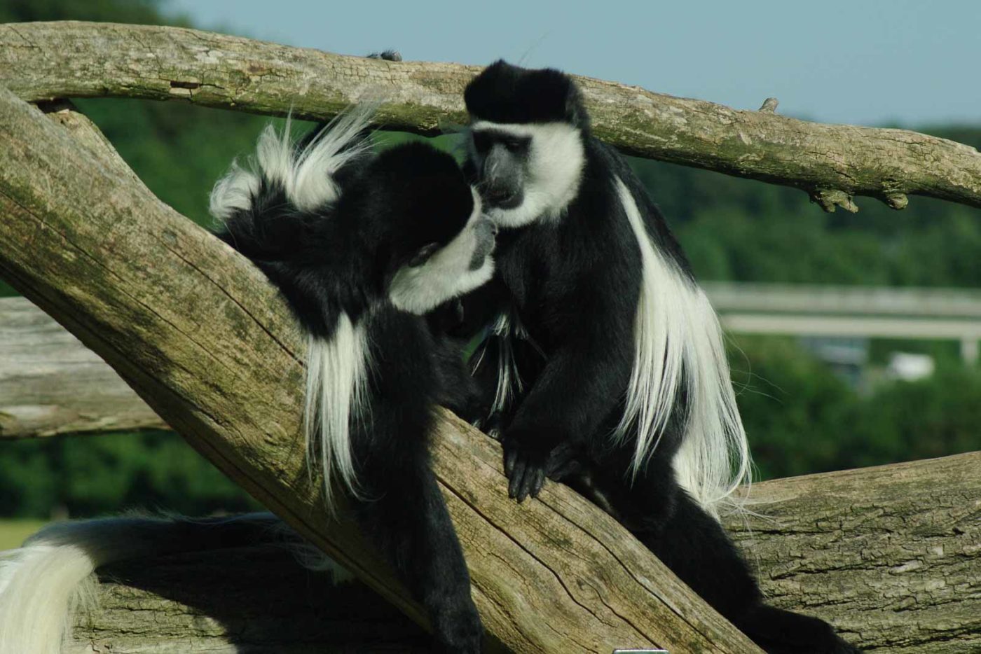 2016-08-17 - Zoo Osnabrück