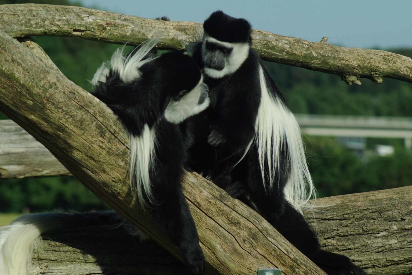 2016-08-17 - Zoo Osnabrück