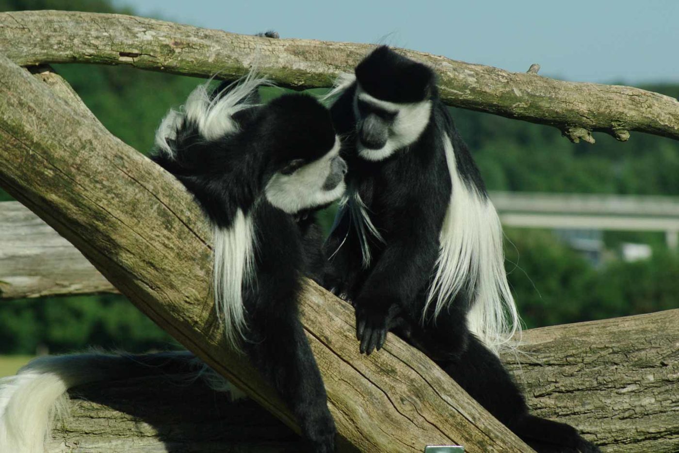 2016-08-17 - Zoo Osnabrück