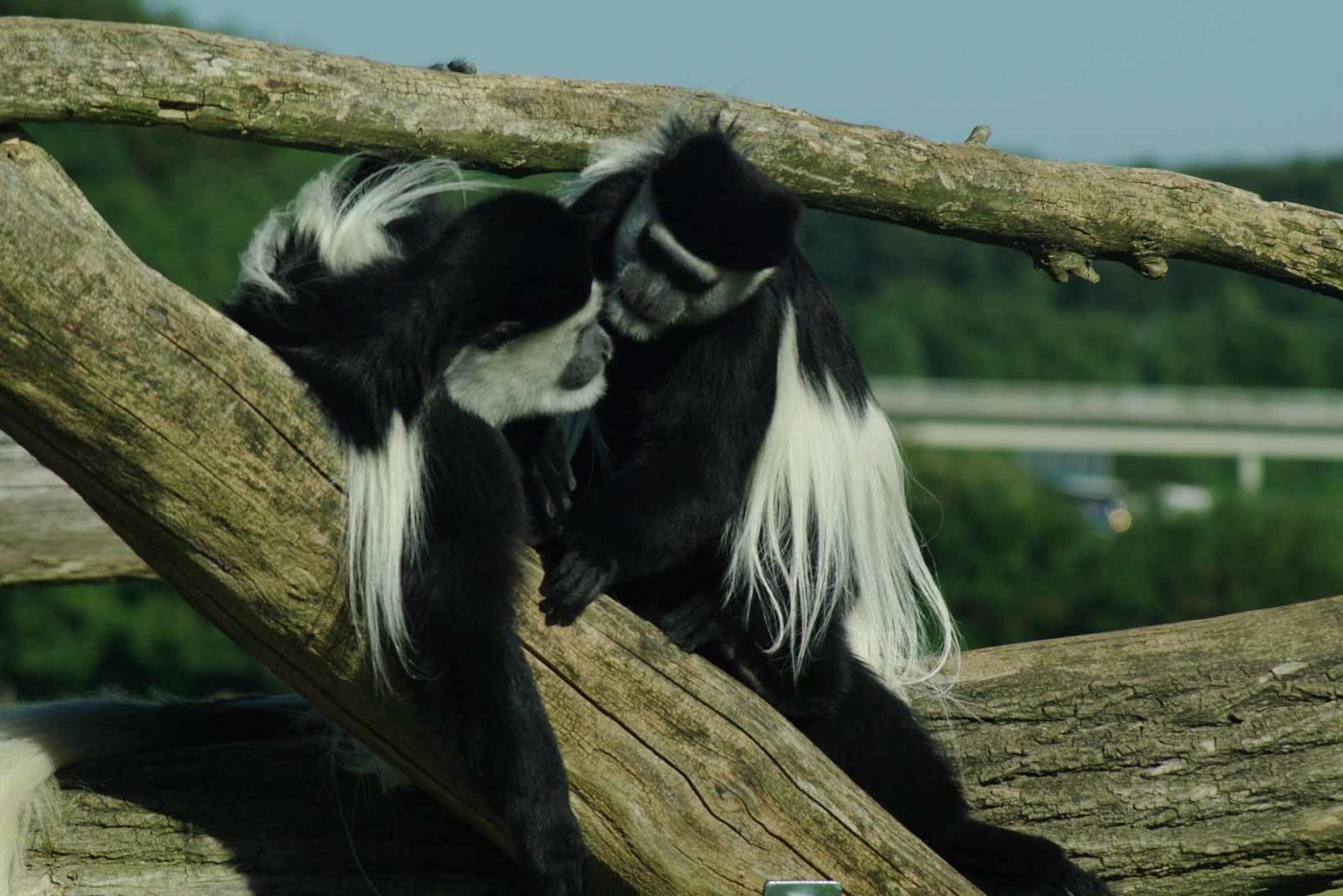 2016-08-17 - Zoo Osnabrück