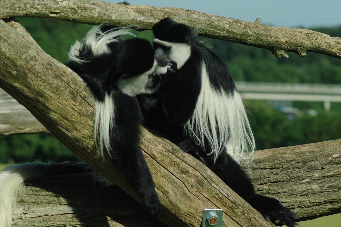 2016-08-17 - Zoo Osnabrück