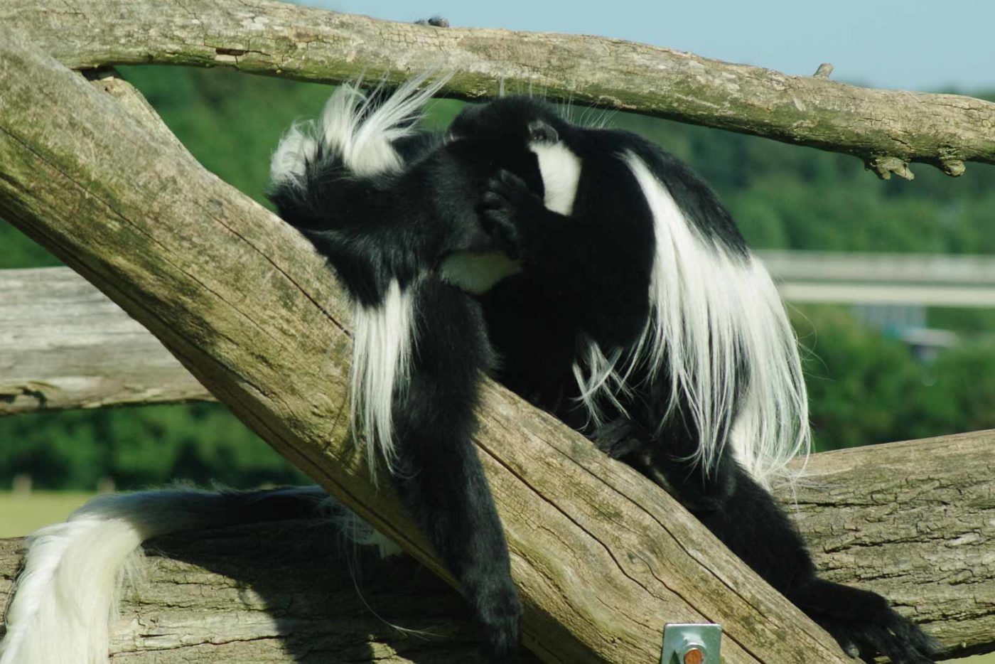 2016-08-17 - Zoo Osnabrück