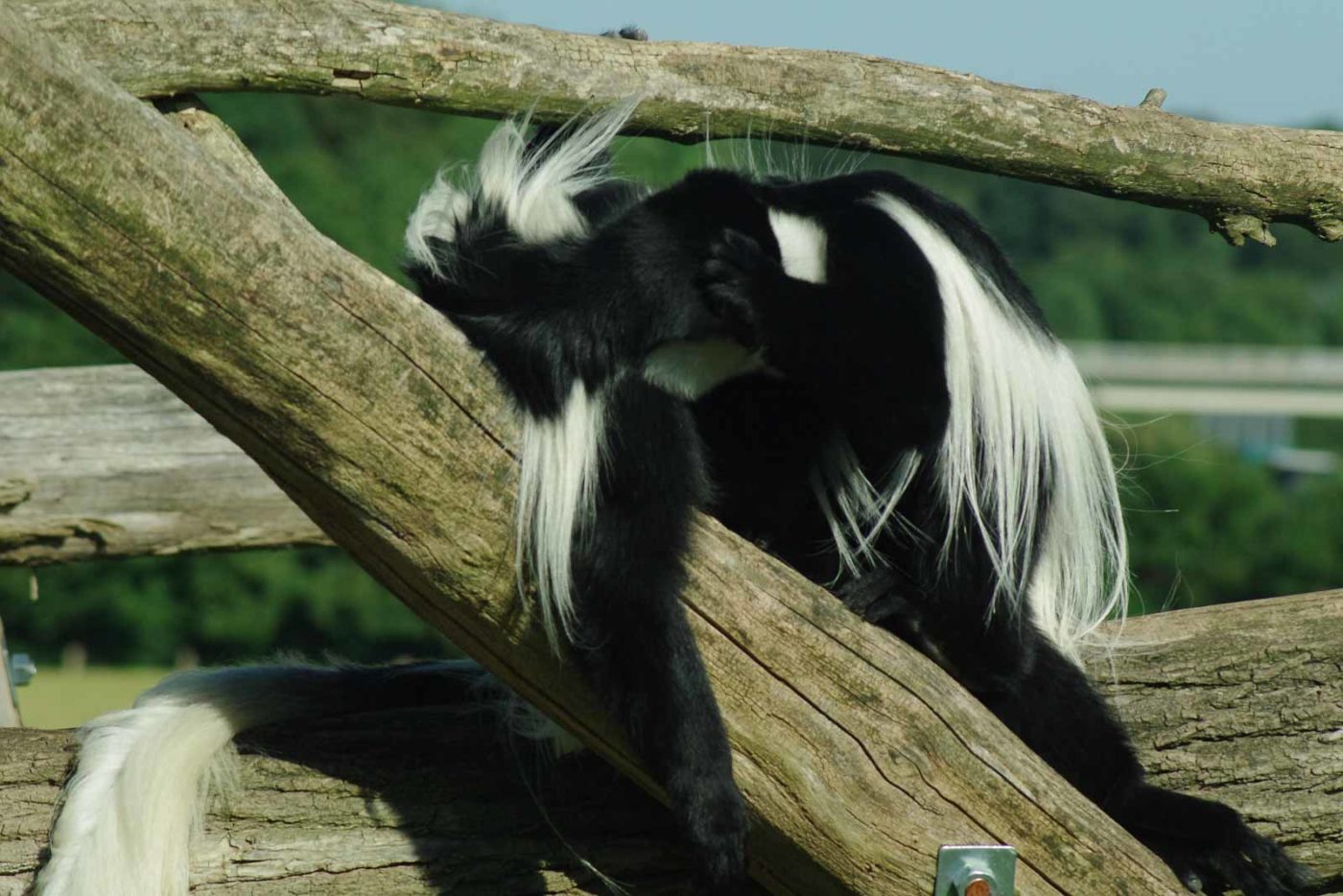 2016-08-17 - Zoo Osnabrück