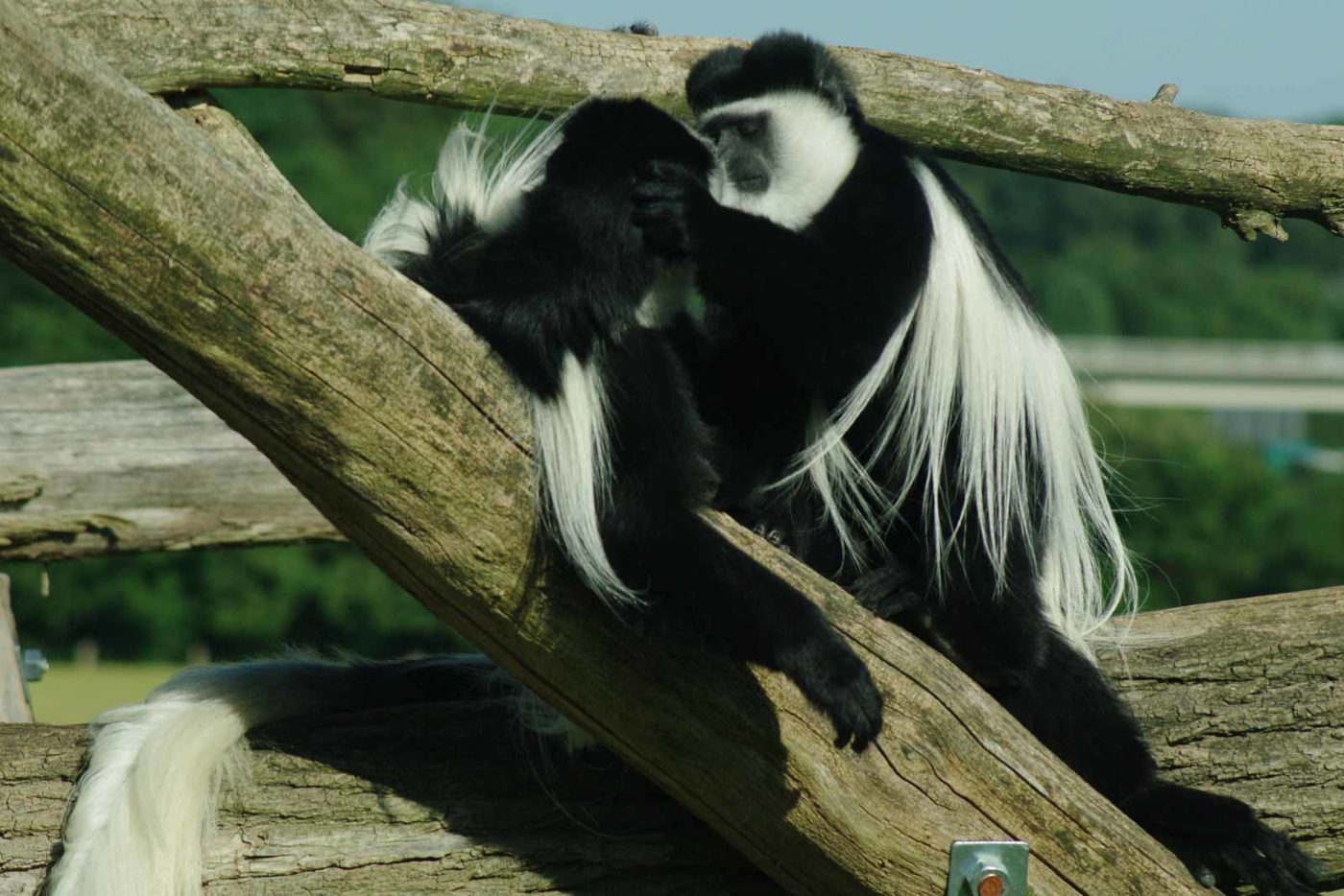 2016-08-17 - Zoo Osnabrück