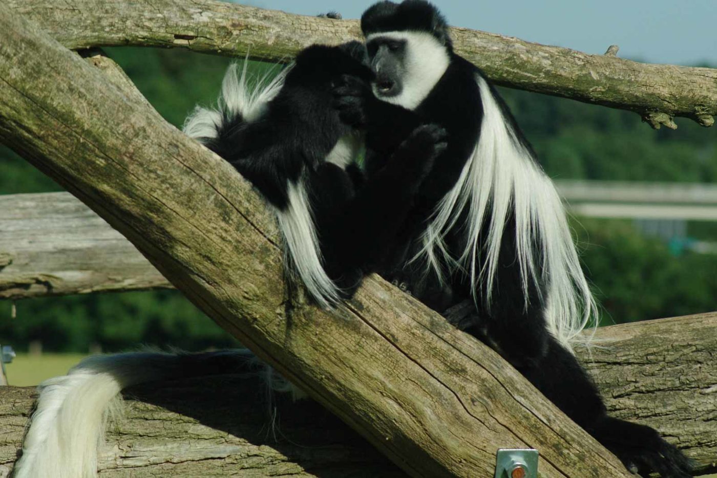 2016-08-17 - Zoo Osnabrück
