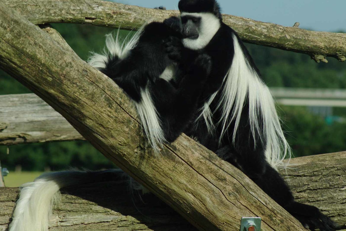 2016-08-17 - Zoo Osnabrück