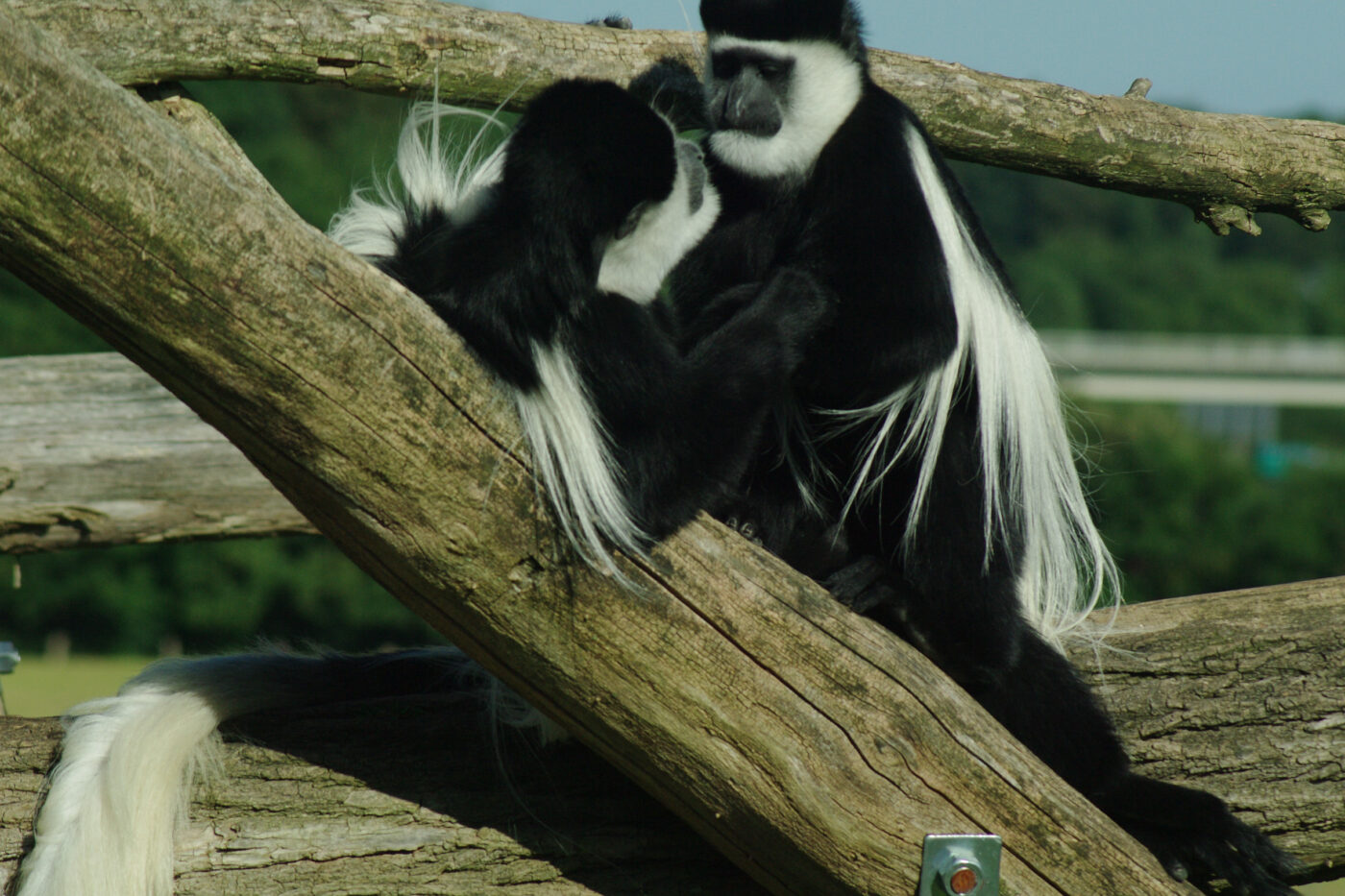 2016-08-17 - Zoo Osnabrück