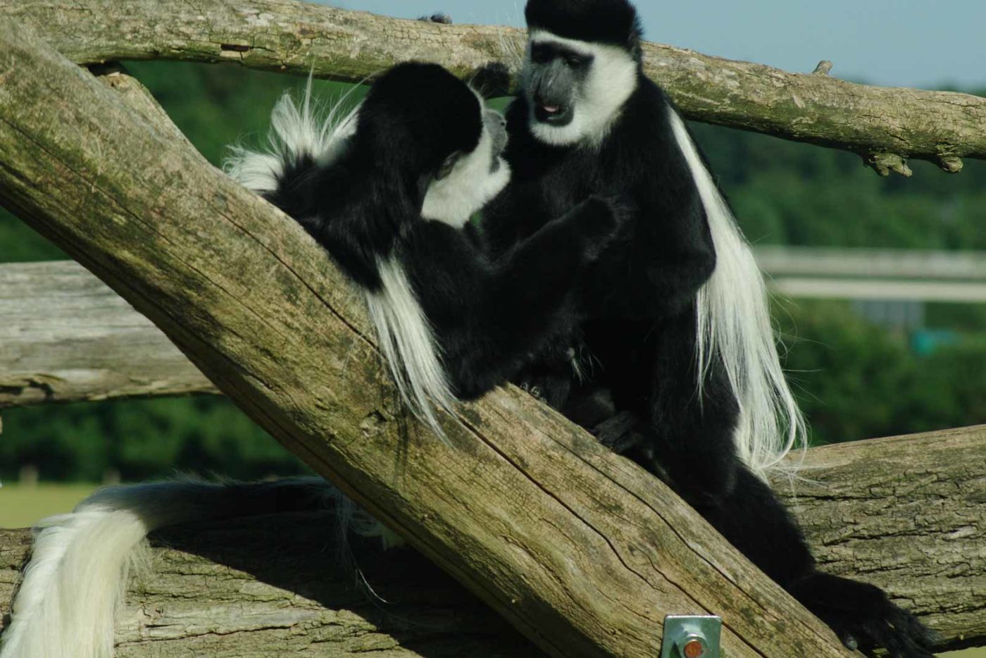 2016-08-17 - Zoo Osnabrück