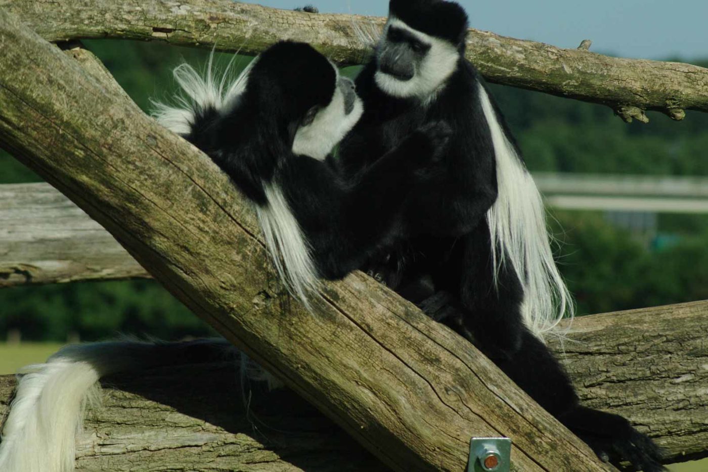 2016-08-17 - Zoo Osnabrück