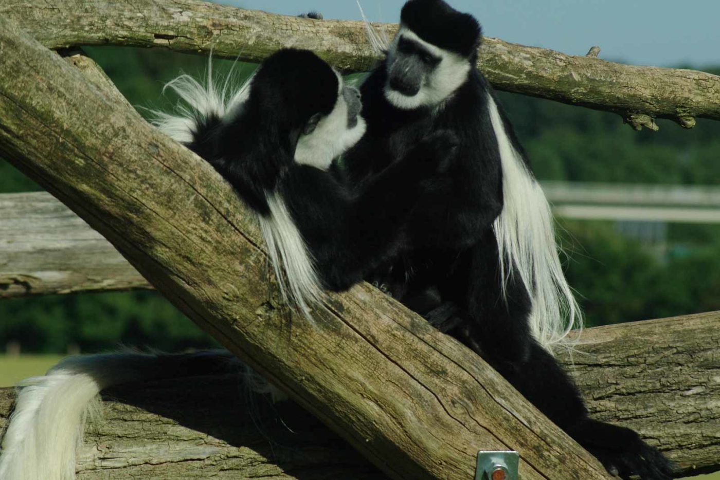 2016-08-17 - Zoo Osnabrück