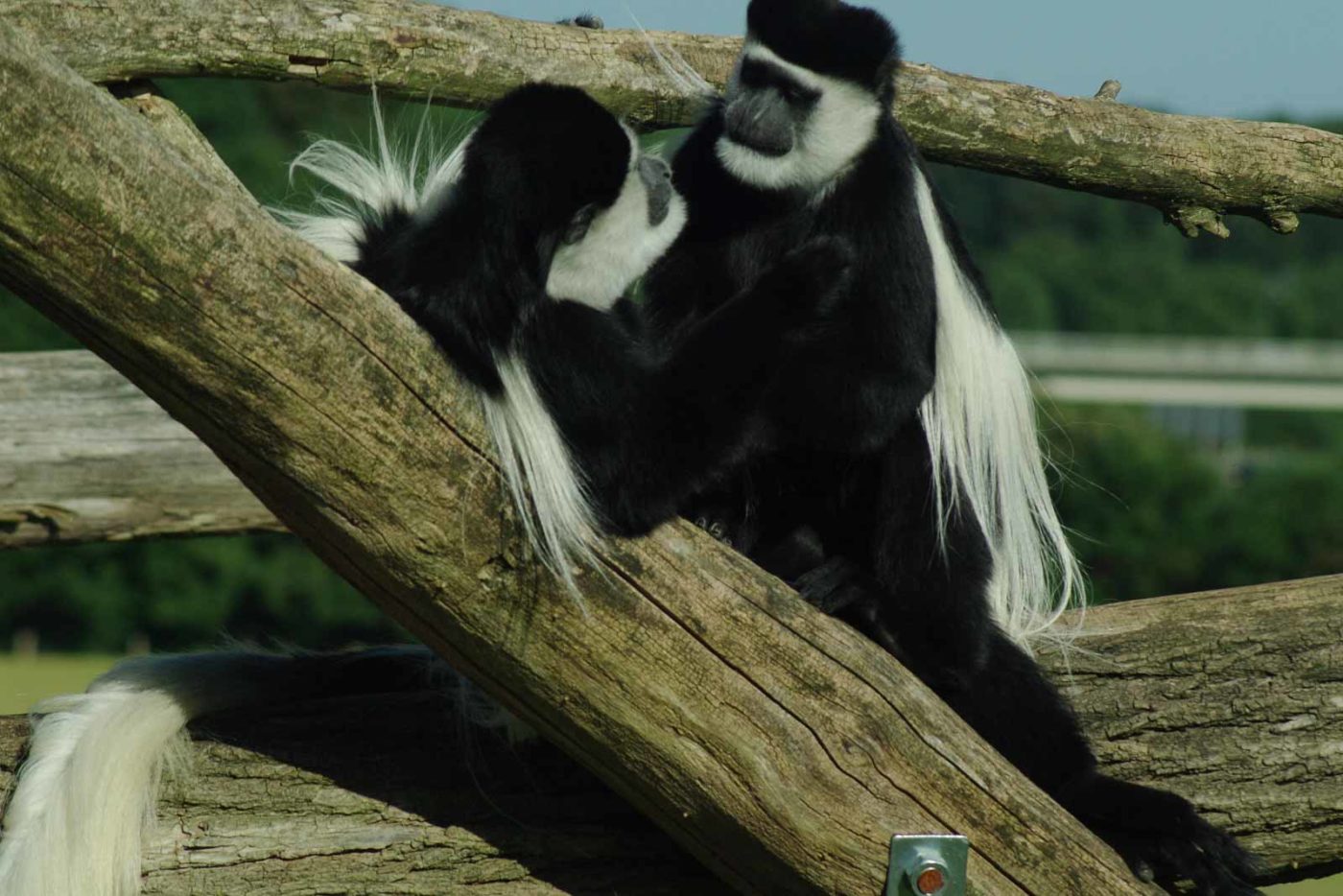 2016-08-17 - Zoo Osnabrück