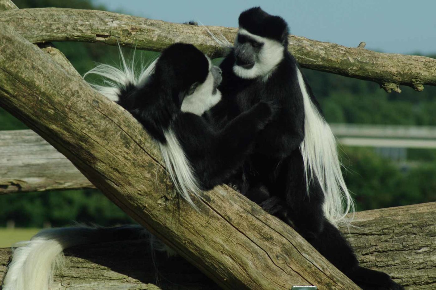 2016-08-17 - Zoo Osnabrück