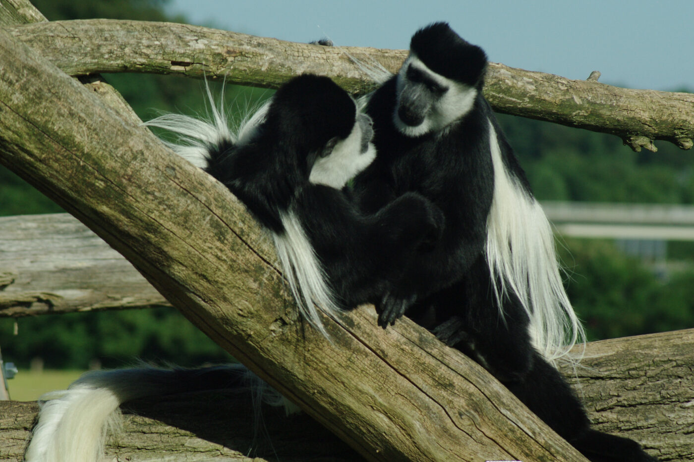 2016-08-17 - Zoo Osnabrück
