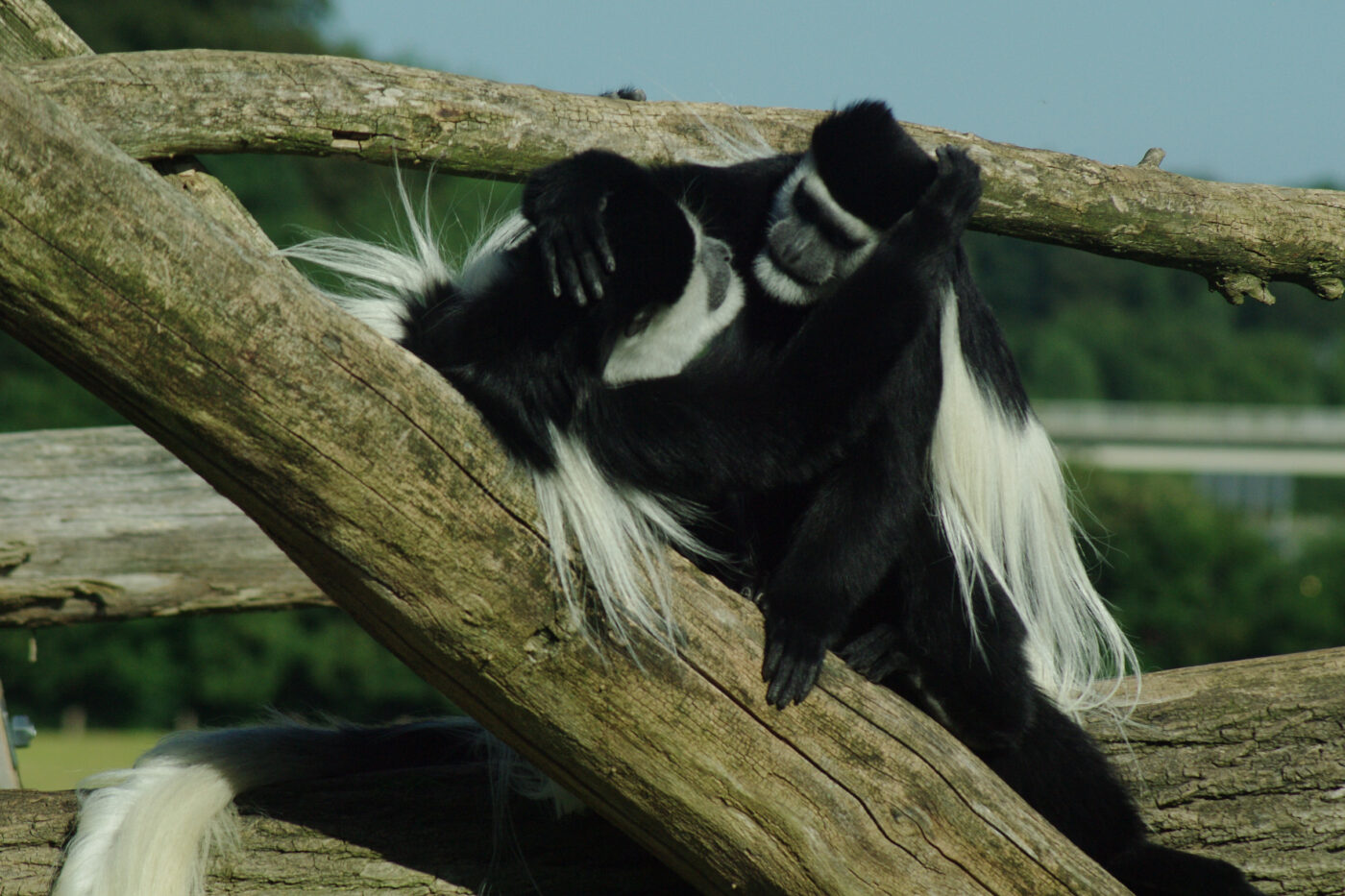 2016-08-17 - Zoo Osnabrück