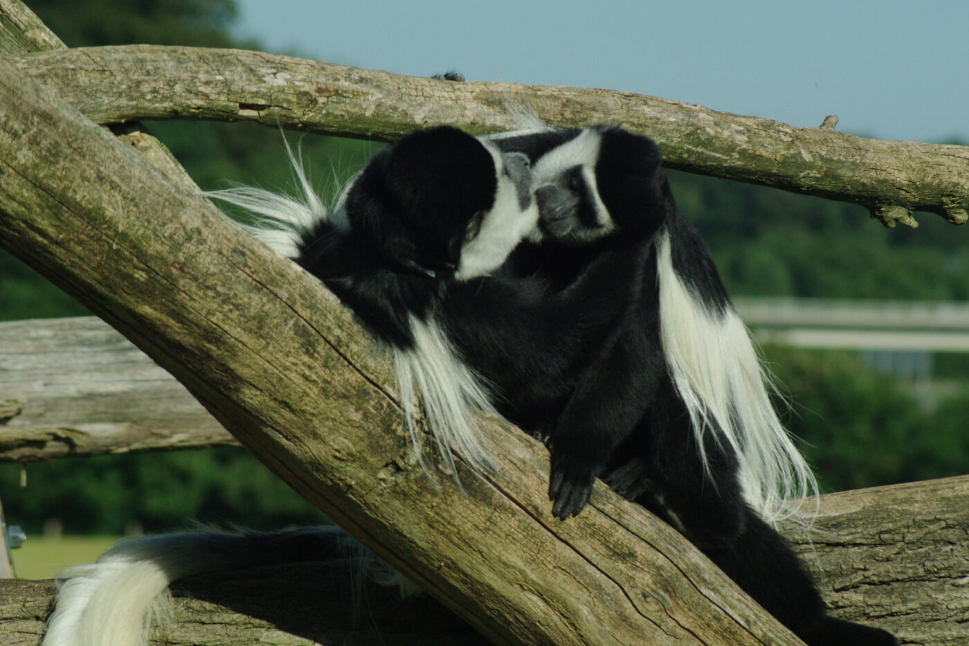 2016-08-17 - Zoo Osnabrück