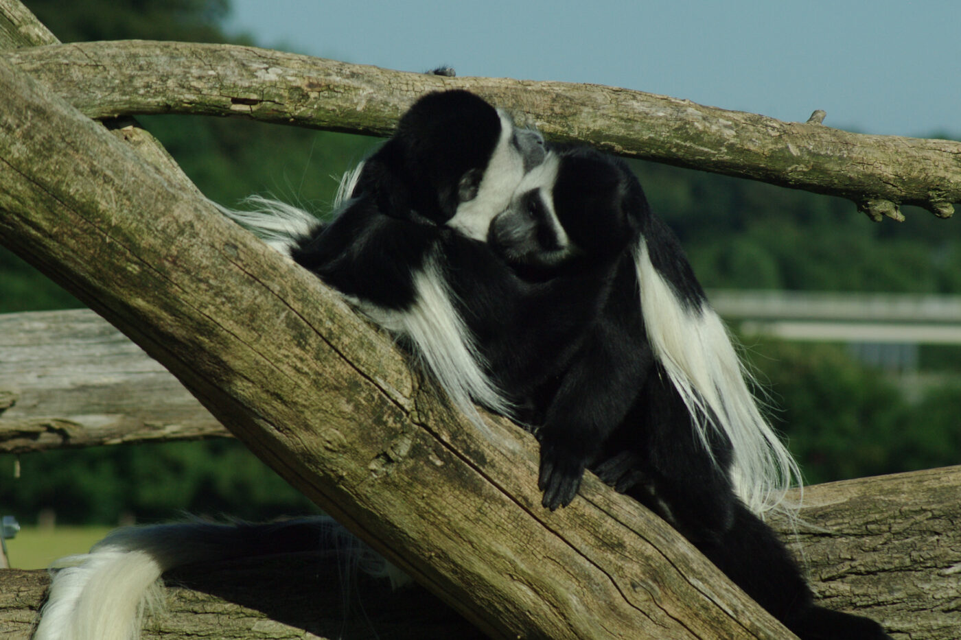 2016-08-17 - Zoo Osnabrück