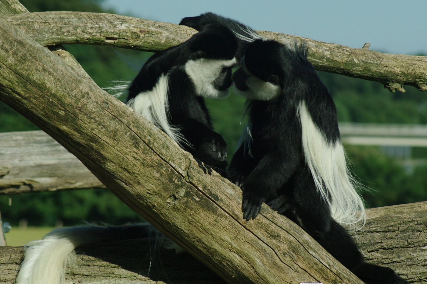 2016-08-17 - Zoo Osnabrück