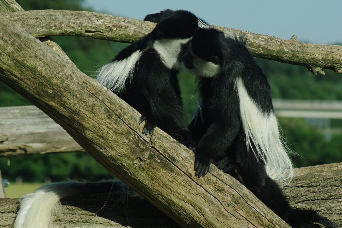 2016-08-17 - Zoo Osnabrück