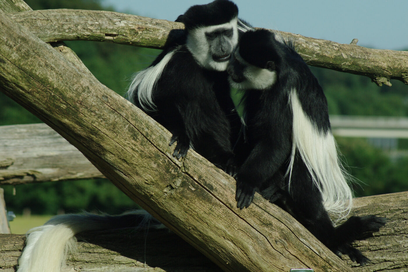2016-08-17 - Zoo Osnabrück