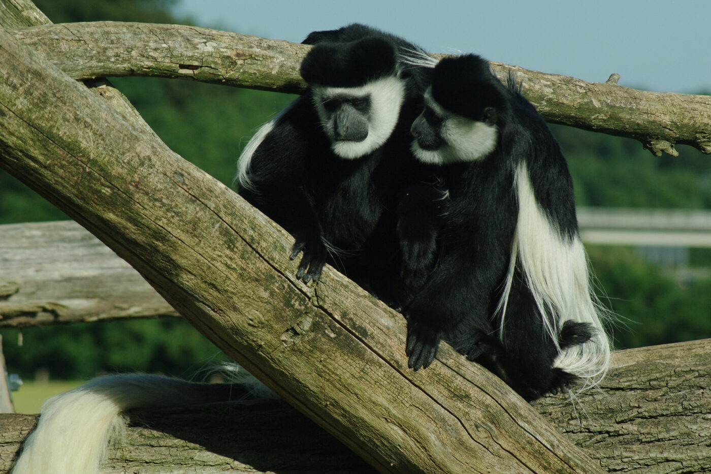 2016-08-17 - Zoo Osnabrück
