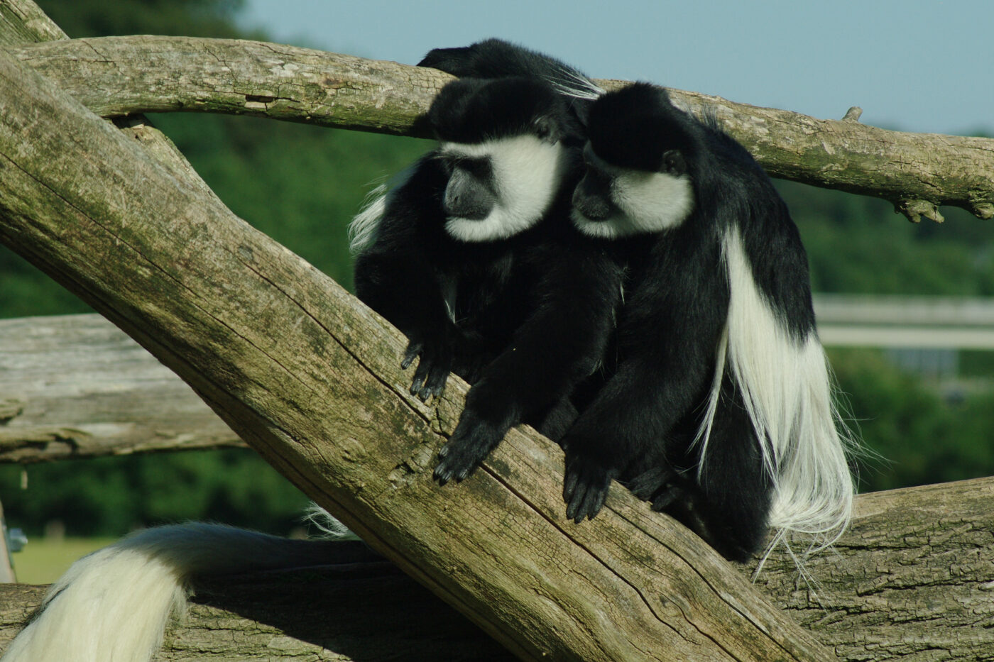 2016-08-17 - Zoo Osnabrück