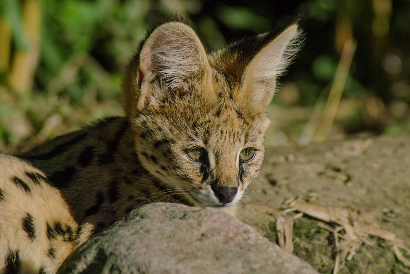 2016-08-17 - Zoo Osnabrück